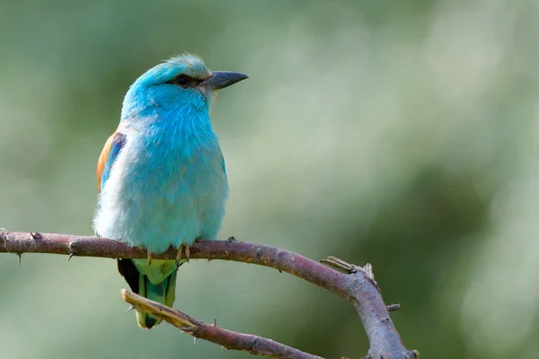 Modré Mandelík Hajní Coracias Garrulus Větvi — Stock fotografie