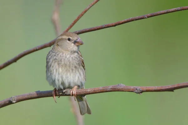 Spanish Sparrow Passer Hispaniolensis Female Branch — Stock Photo, Image