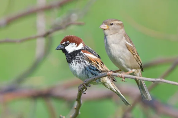 Spanish Sparrow Pair Passer Hispaniolensis Branch — Stock Photo, Image