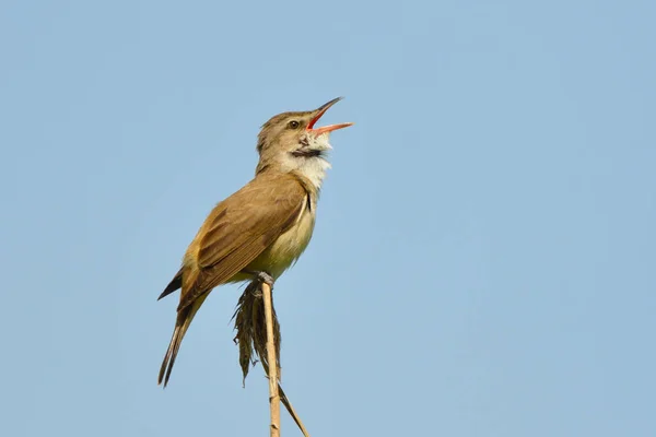 Paruline Roseau Acrocephalus Arundinaceus Sur Bâton Roseau — Photo