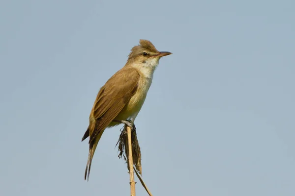 Gran Curruca Caña Acrocephalus Arundinaceus Palo Caña — Foto de Stock