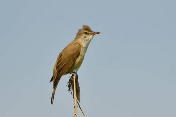 Gran Curruca Caña Acrocephalus Arundinaceus Palo Caña — Foto de Stock