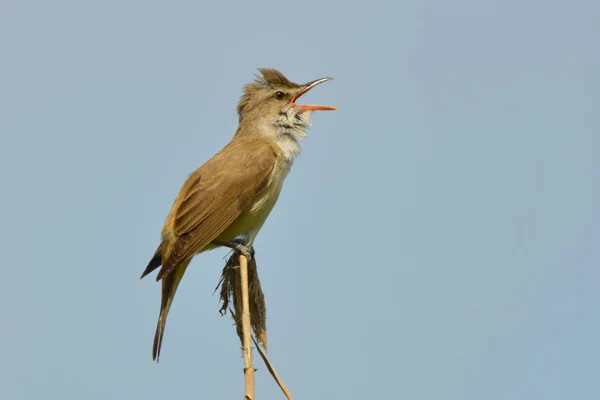 Acrocephalus Arundinaceus 막대기에 — 스톡 사진