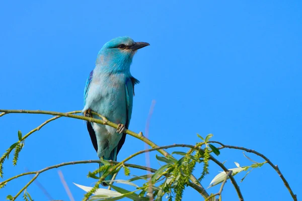 Modré Mandelík Hajní Coracias Garrulus Větvi — Stock fotografie