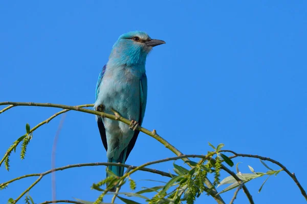 Modré Mandelík Hajní Coracias Garrulus Větvi — Stock fotografie