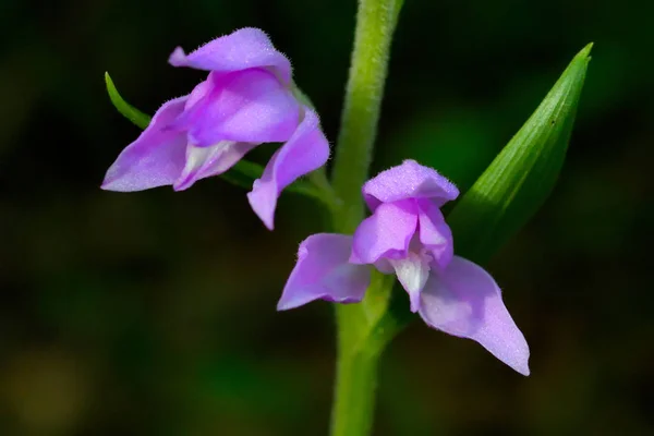 Red Helleborine Orchid Cephalanthera Rubra Forest — Stock Photo, Image