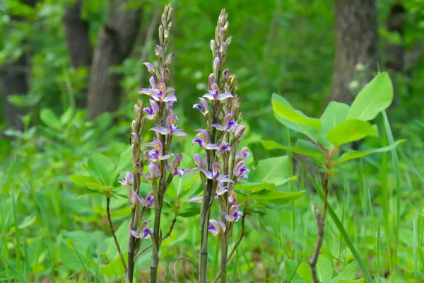 Violeta Limodore Limodorum Abortivum Orquídea Bosque — Foto de Stock