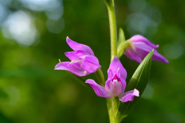 Red Helleborine Orchid Cephalanthera Rubra Forest — Stock Photo, Image