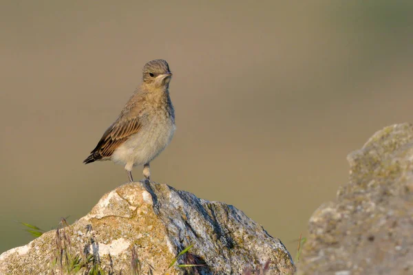 Norra Stenskvätta Chick Sten — Stockfoto