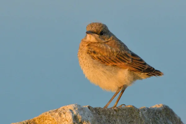 Nordlig Wheatear Enanthe Oenanthe Tøs Sten - Stock-foto