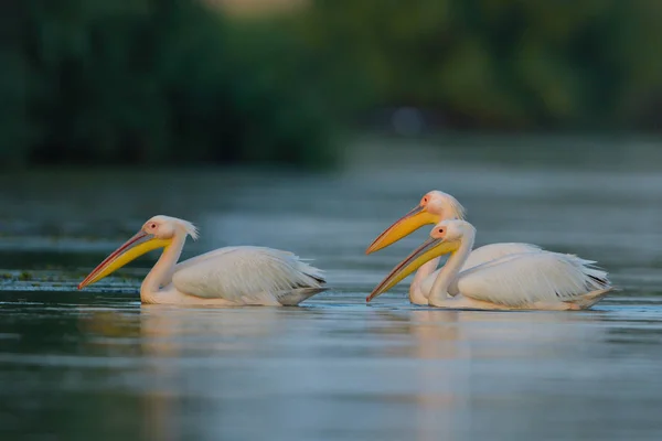 Pelicanos Brancos Água Delta Danúbio — Fotografia de Stock