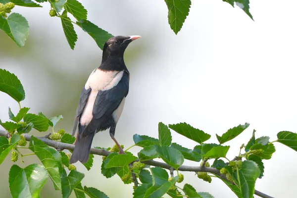 Rosiga Starling Pastor Roseus Ett Träd — Stockfoto