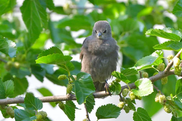 Poussin Étourdi Premier Été Sur Arbre — Photo