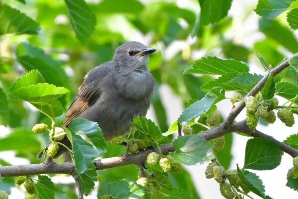 Starling Chick Första Sommaren Ett Träd — Stockfoto