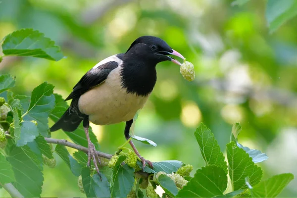 Rosy Starling Pastor Roseus Tree — Stock Photo, Image