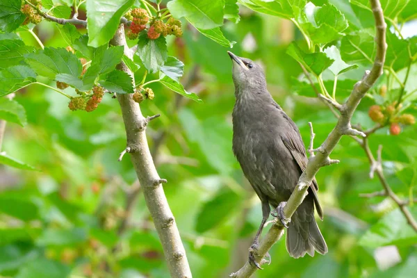 Starling Chick First Summer Tree — Stock Photo, Image