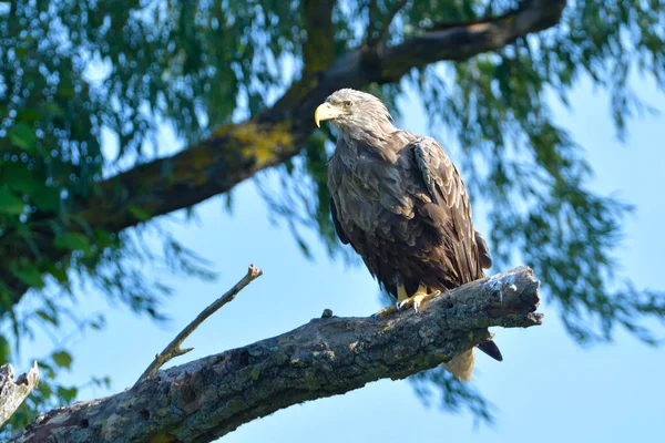 Bílý Orel Mořský Haliaeetus Albicilla Stromě — Stock fotografie