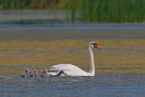 Höckerschwan Mit Gösslingen Donaudelta — Stockfoto