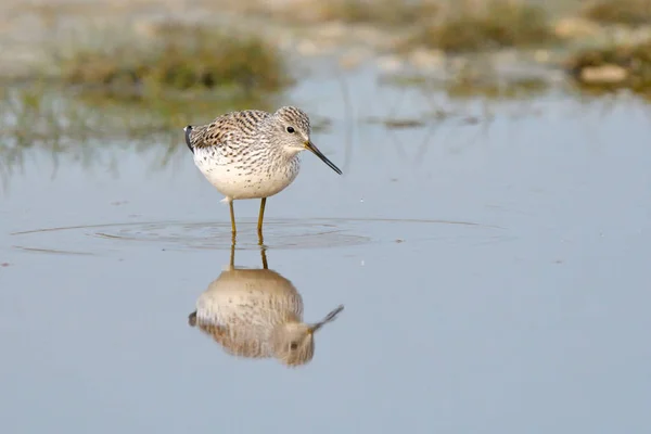 Marsh Snäppa Tringa Stagnatilis Grunt Vatten Stockfoto