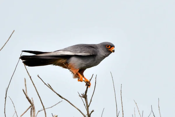 树顶的红脚猎鹰 猎鹰维斯比蒂杜斯 图库图片