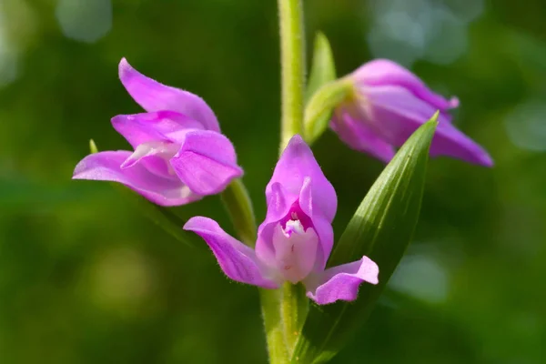 Red Wespenorchis Orchidee Cephalanthera Rubra Bos Rechtenvrije Stockfoto's
