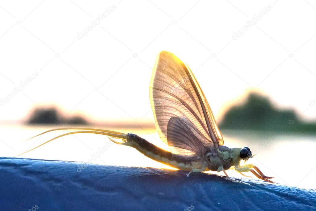 Long tailed mayfly or tisa mayfly (Palingenia longicauda) against light