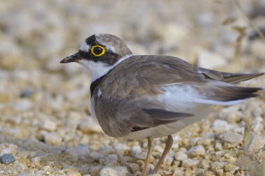Yerdeki küçük halkalı yağmurcunu (Charadrius dubius)