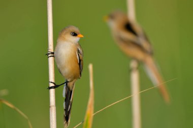 Reed şişte sakallı baştankara (Panurus biarmicus)