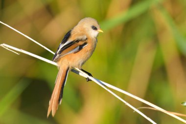 Sakallı baştankara (panurus biarmicus)