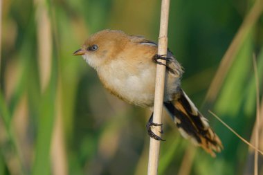 Sakallı baştankara (panurus biarmicus)