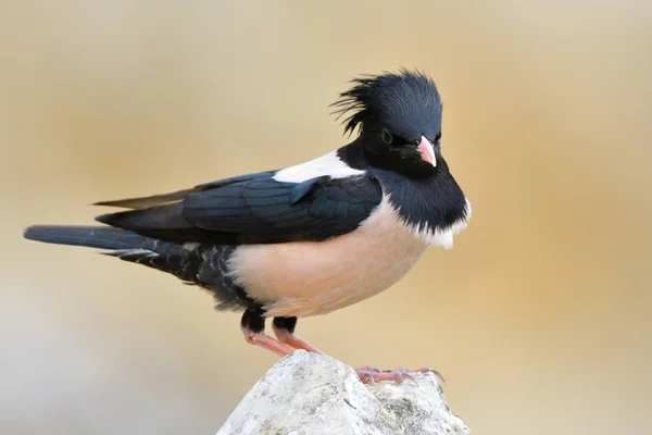 Rosy Starling Pastor Roseus Perched Rock — Stock Photo, Image