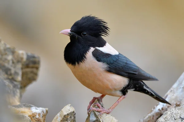 Rosy Starling Pastor Roseus Empoleirado Uma Rocha — Fotografia de Stock