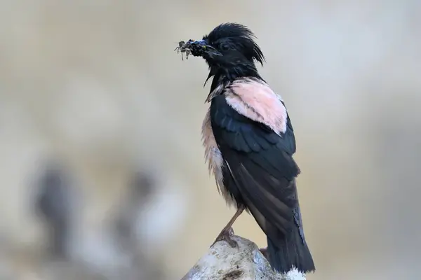 Rosiga Starling Pastor Roseus Föra Mat Till Boet — Stockfoto