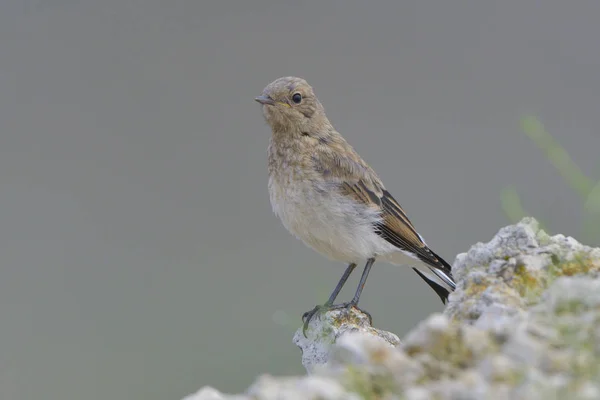 Gryderet Wheatear Oenanthe Pleschanka Juni - Stock-foto