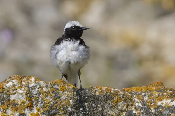 Pied Wheatear Oenanthe Pleschanka Sten - Stock-foto