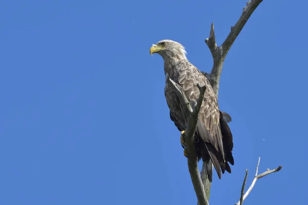 White Tail Eagle Ramo Delta Danúbio — Fotografia de Stock