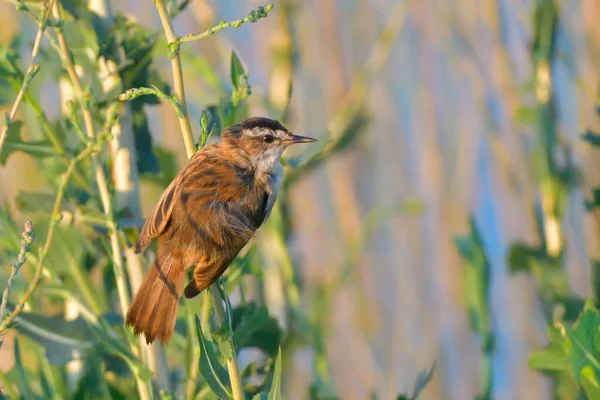 Mustaschprydda Warbler Acrocephalus Melanopogon Växt — Stockfoto