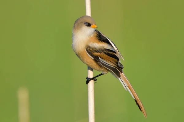 지팡이에 수염된 Reedling Panurus Biarmicus — 스톡 사진