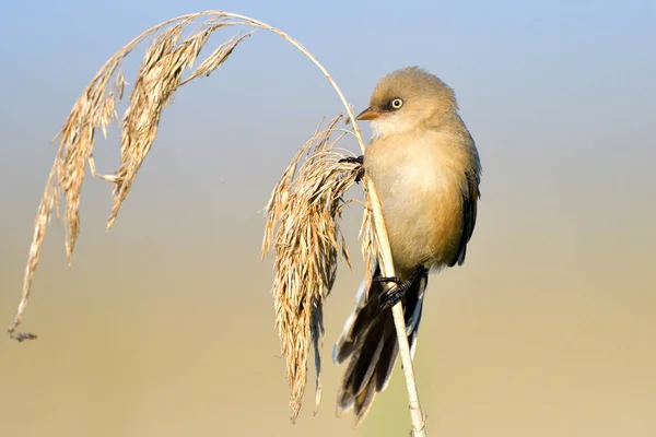 Бородатый ридлинг (Panurus biarmicus ) — стоковое фото