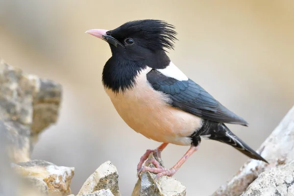 Rosy Starling Pastore Rosseus Appollaiato Una Roccia Foto Stock Royalty Free