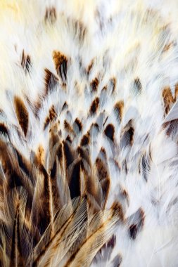 Bir kuşun parlak kahverengi tüyleri