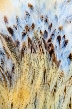 Bir kuşun parlak kahverengi tüyleri