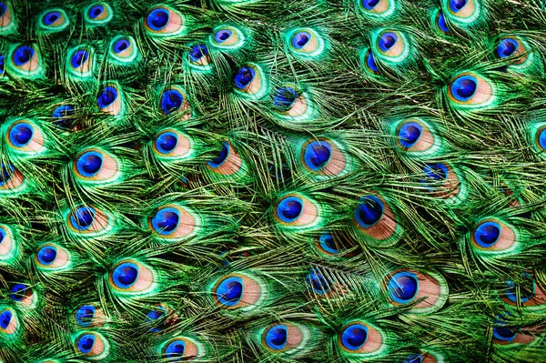 Colorful Peacock Feathers Close — Stock Photo, Image