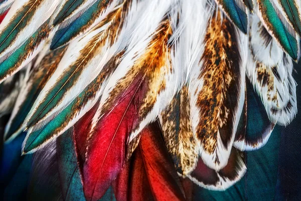 Bir kuşun parlak kahverengi tüyleri