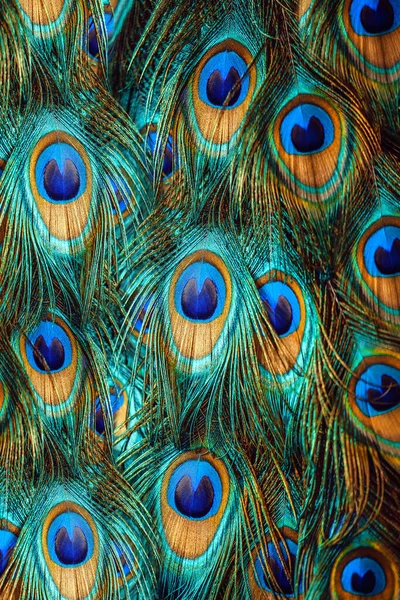 Colorful Peacock Feathers Close — Stock Photo, Image