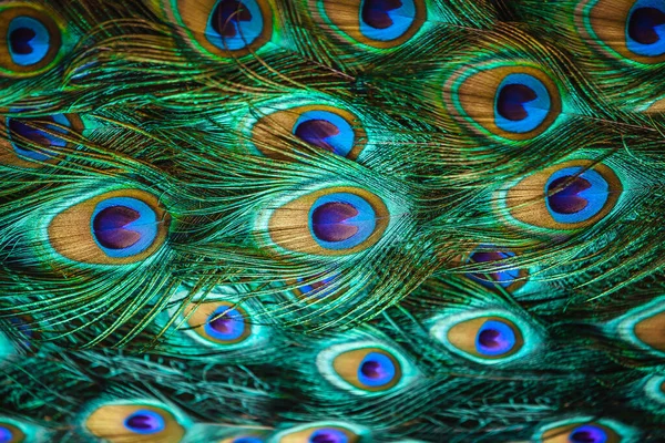 Colorful Peacock Feathers Background — Stock Photo, Image