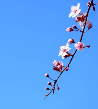 Mavi gökyüzünün önünde Japon kiraz çiçekleri olan bir dal