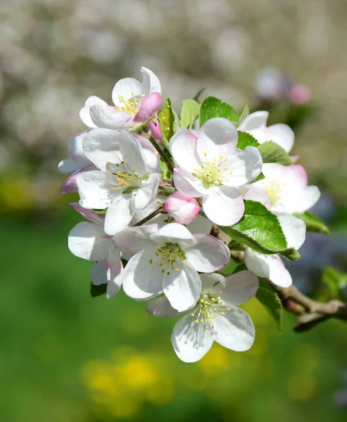 Bloemen Van Een Appelboom Het Voorjaar Zuid Tirol — Stockfoto