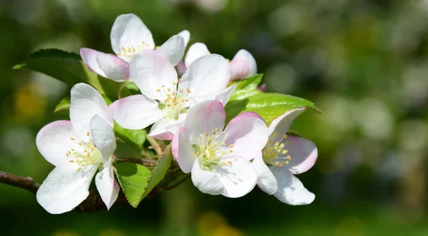 Mooie Appelboom Bloeit Het Zonlicht — Stockfoto