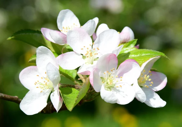 Mooie Appelboom Bloeit Het Zonlicht — Stockfoto